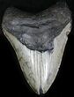 Bargain Megalodon Tooth - North Carolina #22951-1